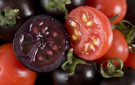 http://www.dietsinreview.com/diet_column/wp-content/uploads/2008/10/purple-tomatoes.png