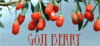 Goji Berry