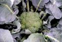 Broccoli Steamed Photo