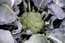 Broccoli Steamed Photo