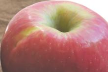 Wormy Apples Photo