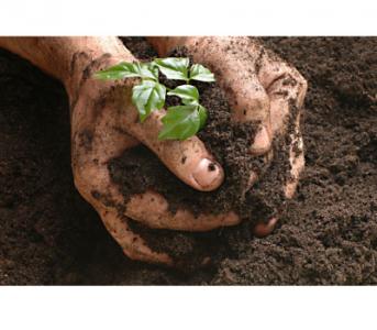 Gardening