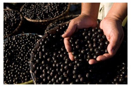 Acai Diet