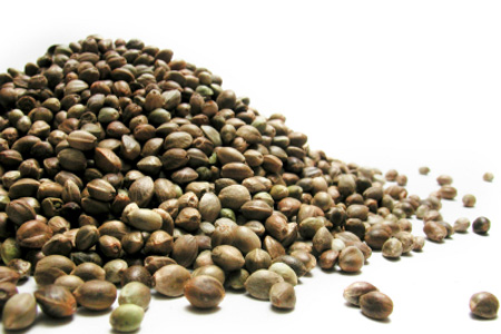 Hemp Seeds