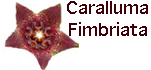 Caralluma Fimbriata
