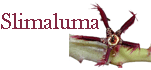 Slimaluma
