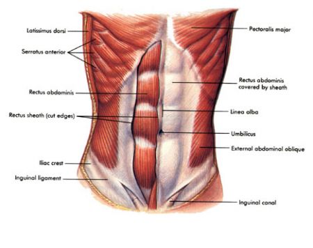 abdominals