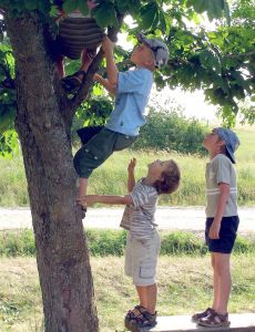 boys-climbing-tree