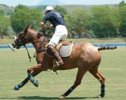 polo player riding horse