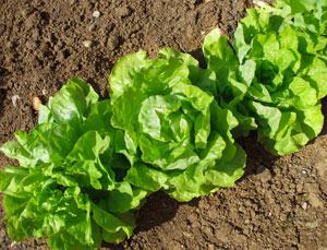 lettuce in a garden bed