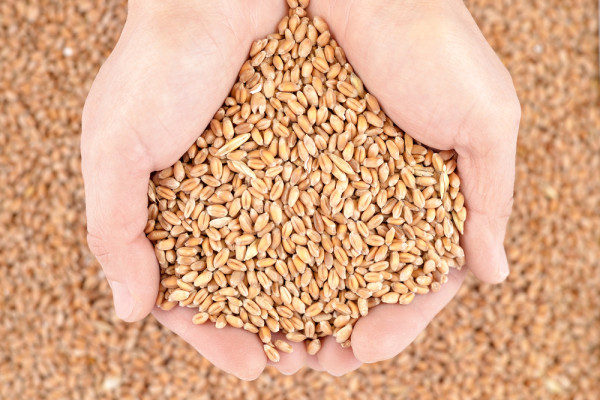 grains in hand