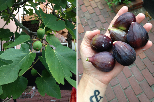 fresh figs