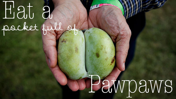 pawpaw-fruit