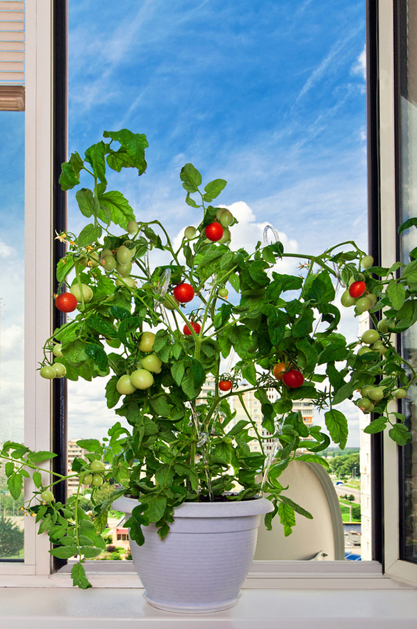 indoor-tomato-plant