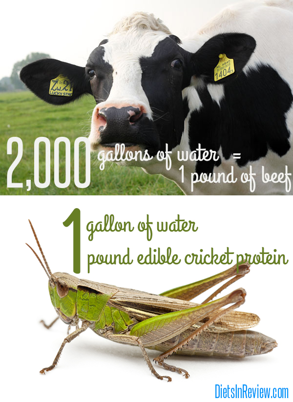 water-for-beef-crickets