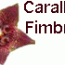 Caralluma Fimbriata